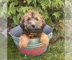Small #2 Mini Whoodle (Wheaten Terrier/Miniature Poodle)