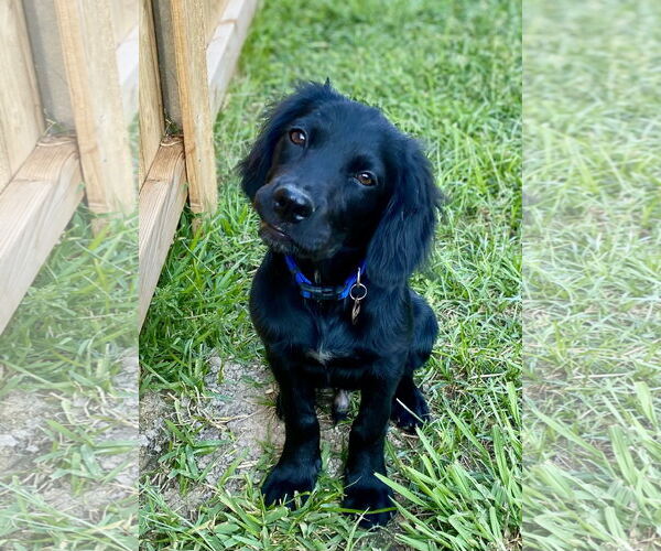 Medium Photo #8 Spanador Puppy For Sale in Fort Worth, TX, USA
