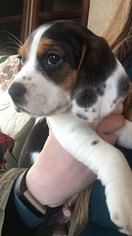Beagle Puppy for sale in FOUNTAIN CITY, IN, USA