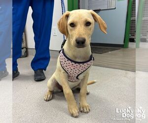 Labrador Retriever-Retriever  Mix Dogs for adoption in Washington, DC, USA
