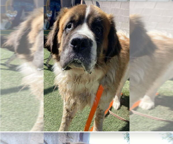 Medium Photo #2 Saint Bernard Puppy For Sale in Lakewood, CO, USA