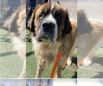 Small #1 Saint Bernard
