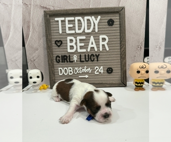 Medium Photo #2 Zuchon Puppy For Sale in NEW YORK MILLS, MN, USA