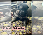 Puppy Pink Collar German Shepherd Dog