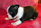 Small Photo #2 Boston Terrier Puppy For Sale in MOSELLE, MS, USA
