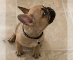 Small Photo #8 French Bulldog Puppy For Sale in MILWAUKEE, WI, USA
