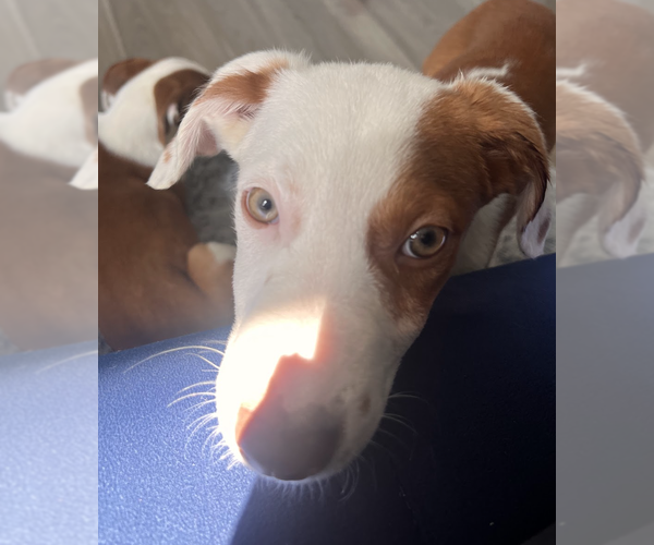 Medium Photo #8 Mutt Puppy For Sale in Brooklyn, NY, USA