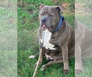 Medium Mastiff Mix