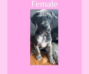 Great Dane Puppy for sale in INDIANAPOLIS, IN, USA