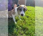 Small #1 Catahoula Leopard Dog Mix