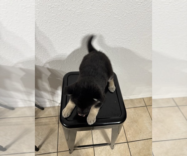 Medium Photo #4 Pomsky Puppy For Sale in DAVENPORT, FL, USA