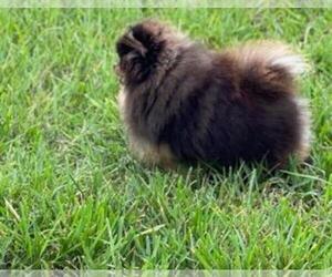 Father of the Miniature Spitz puppies born on 01/24/2022
