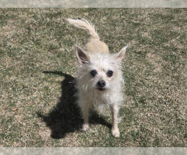 Medium Photo #3 Mutt Puppy For Sale in Fort Collins, CO, USA