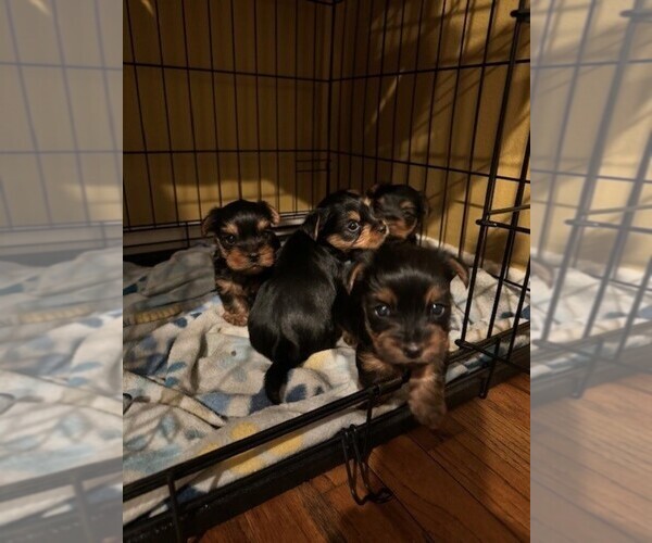 Medium Photo #1 Yorkshire Terrier Puppy For Sale in WEST COVINA, CA, USA