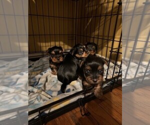 Yorkshire Terrier Puppy for sale in WEST COVINA, CA, USA