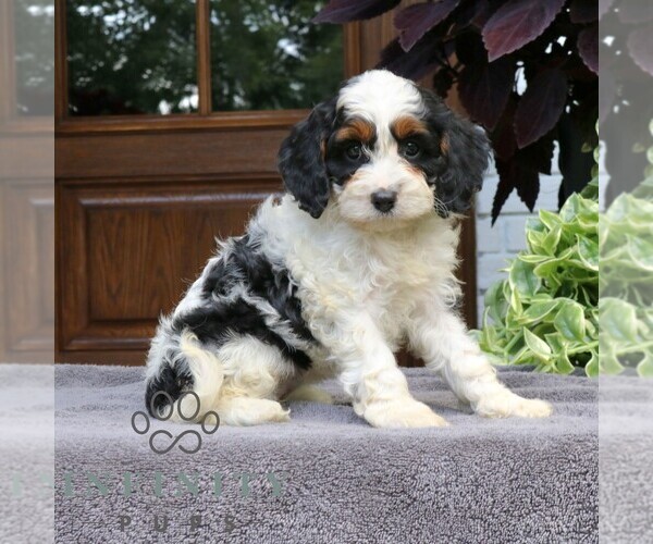 Medium Photo #2 Cavapoo (Miniature) Puppy For Sale in NARVON, PA, USA