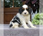 Small #1 Cavapoo (Miniature)