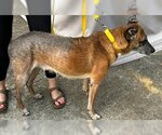 Small Photo #17 German Shepherd Dog-Unknown Mix Puppy For Sale in Atlanta, GA, USA