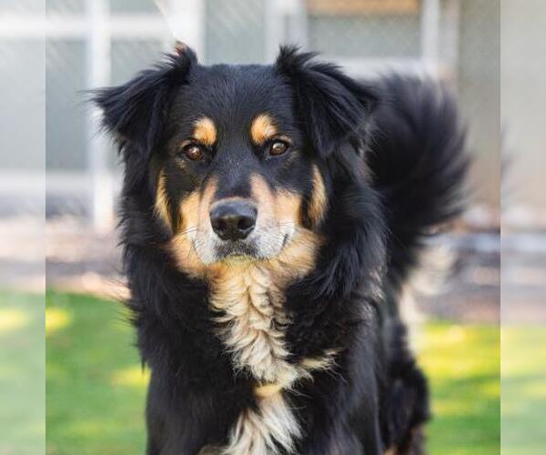 Medium Photo #1 Australian Shepherd Puppy For Sale in Camarillo, CA, USA