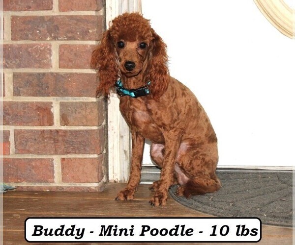 Medium Photo #1 Cavapoo (Miniature) Puppy For Sale in CLARKRANGE, TN, USA