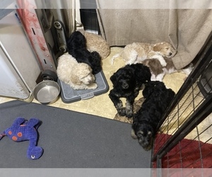 Labradoodle Puppy for sale in MARYSVILLE, WA, USA