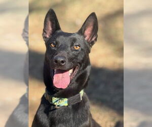 Mutt Dogs for adoption in Stevens Point, WI, USA