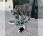 Small #7 Mutt