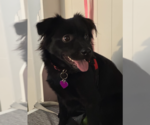 Small #1 Chihuahua Mix