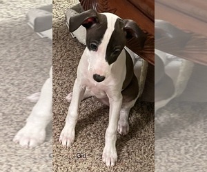 Italian Greyhound Puppy for sale in FRANKFORT, IN, USA