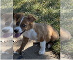 Small #4 Australian Shepherd-Spaniel Mix