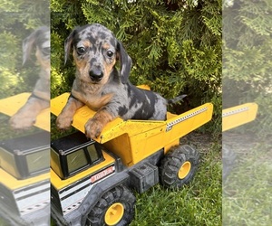 Dachshund Puppy for sale in MIDDLEBURY, IN, USA