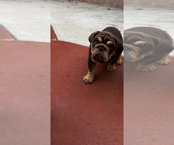 Medium Photo #4 Bulldog Puppy For Sale in GARDEN GROVE, CA, USA