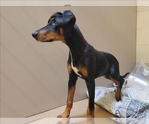 Doberman Pinscher Dogs for adoption in Martinez, CA, USA