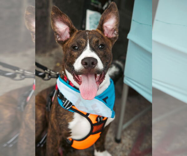 Medium Photo #4 American Pit Bull Terrier-Mountain Cur Mix Puppy For Sale in Oakhurst, NJ, USA