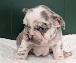 Small #12 French Bulldog