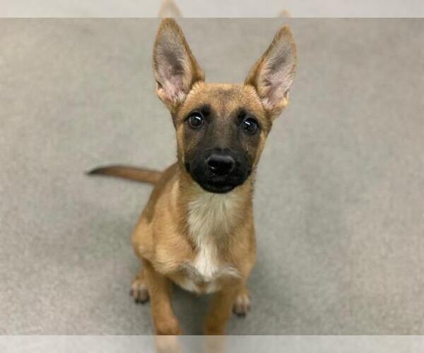 Medium Photo #1 Mutt Puppy For Sale in HESPERIA, CA, USA