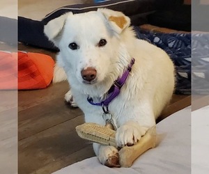 Huskies -Labrador Retriever Mix Dogs for adoption in Temecula, CA, USA