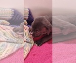 Small Photo #14 American Bully Puppy For Sale in COUDERSPORT, PA, USA