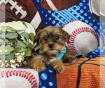 Small Photo #6 Shorkie Tzu Puppy For Sale in KIRKWOOD, PA, USA