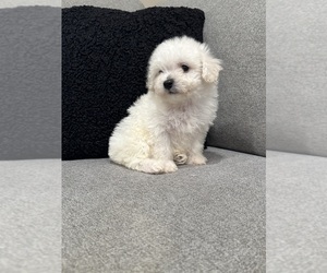 Bichon Frise Puppy for sale in WOODLAKE, CA, USA