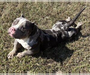 American Bulldog Dogs for adoption in Glen Allen, VA, USA