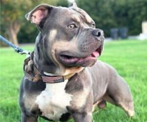 Father of the American Bully puppies born on 10/02/2023