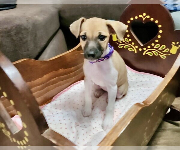 Medium Photo #3 Jack Chi Puppy For Sale in Omaha, NE, USA