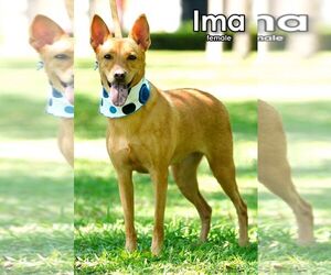 Ima from Taiwan - Female Mutt Dog for Adoption - Photo #3