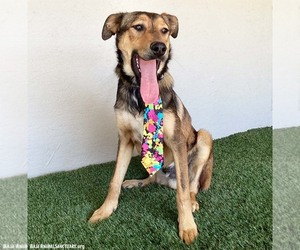Brody - Male Shepradors Dog for Adoption - Photo #6
