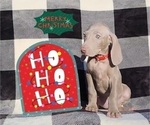 Small Photo #19 Weimaraner Puppy For Sale in NEWCASTLE, OK, USA