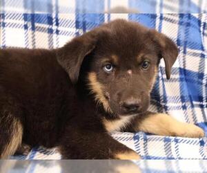 Mutt Dogs for adoption in Thief River Falls, MN, USA