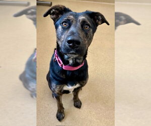 Mutt Dogs for adoption in Derwood, MD, USA