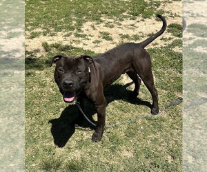 Kodiak - Male Mutt Dog for Adoption - Photo #6