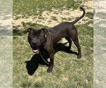 Small #5 Mutt